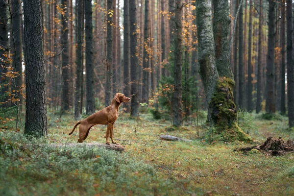 Hungarian Vizsla Autumn Forest Pet Leaf Fall Atmospheric Photo Nature — Stock Photo, Image