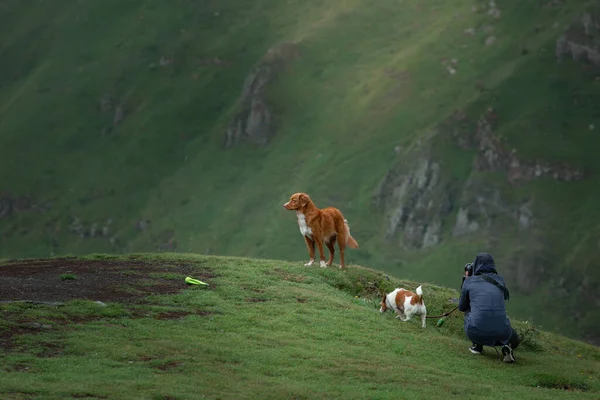 girl photographs dogs in the mountains. pet photographer in nature