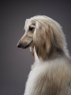 Gri arka planda komik bir köpek. Fawn Afghan Hound stüdyoda.
