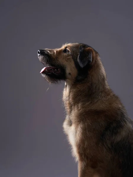 Purebred Dogs Mix Breeds Gray Background Charming Long Haired — Stock Photo, Image