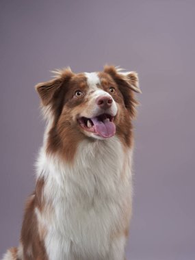 Avustralyalı çoban köpeği. Stüdyoda Evcil Hayvan Portresi. Çekici, uzun saçlı. 