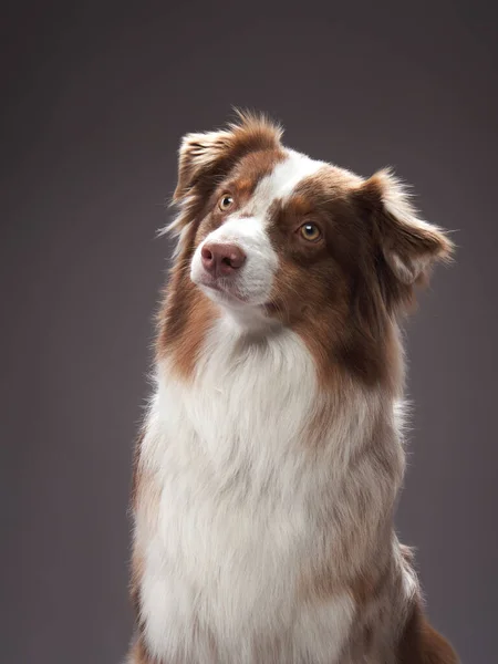 Avustralyalı Çoban Köpeği Stüdyoda Evcil Hayvan Portresi Çekici Uzun Saçlı — Stok fotoğraf