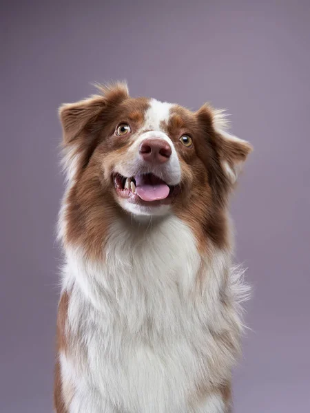 Perro Pastor Australiano Retrato Mascotas Estudio Encantador Pelo Largo —  Fotos de Stock