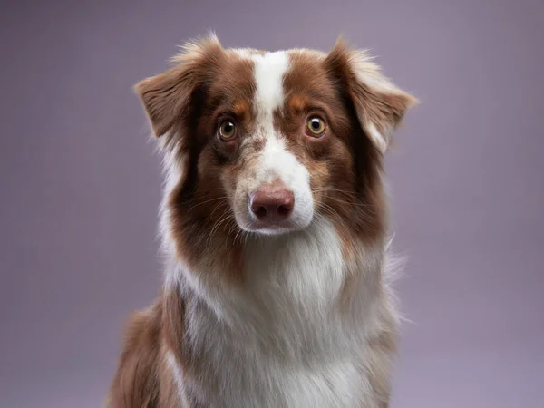 Cão Pastor Australiano Pet Portrait Estúdio Encantador Cabelos Compridos — Fotografia de Stock
