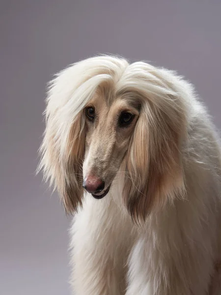 Perro Gracioso Sobre Fondo Gris Fawn Afghan Hound Estudio —  Fotos de Stock