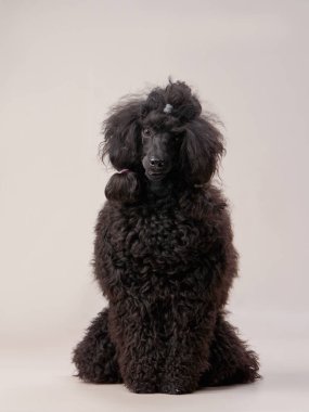 Bej arka planda küçük siyah bir kaniş. Fotoğraf stüdyosundaki kıvırcık köpek. Maltese, kaniş
