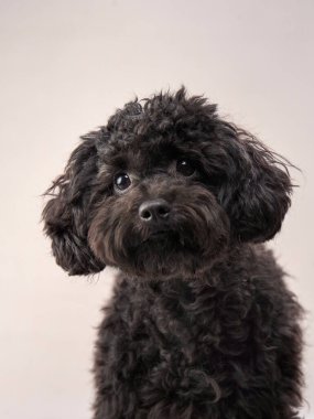 Bej arka planda küçük siyah bir kaniş. Fotoğraf stüdyosundaki kıvırcık köpek. Maltese, kaniş