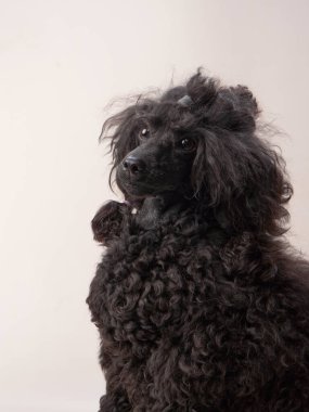 Bej arka planda küçük siyah bir kaniş. Fotoğraf stüdyosundaki kıvırcık köpek. Maltese, kaniş