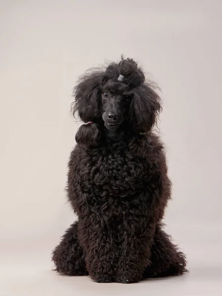 Svart Liten Pudel Beige Bakgrund Lockig Hund Fotoateljé Maltesiska Pudel — Stockfoto