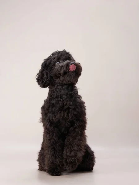 Svart Liten Pudel Beige Bakgrund Lockig Hund Fotoateljé Maltesiska Pudel — Stockfoto