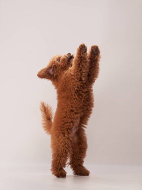Bej arka planda kırmızı maltipoo. Fotoğraf stüdyosundaki kıvırcık köpek. Maltese, kaniş