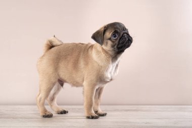 Mutlu köpek. Stüdyoda bej arka planda bir köpek yavrusu. evcil hayvan