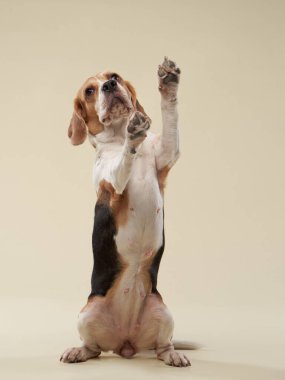 Bej arka planda bir av köpeği. Stüdyoda mutlu bir hayvan