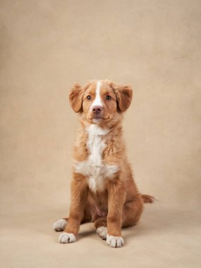 Bej arka planda Nova Scotia ördek köpek yavrusu. Çekici Köpek stüdyoda. Komik bilardo