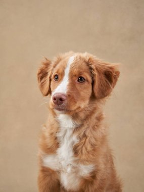 Bej arka planda Nova Scotia ördek köpek yavrusu. Çekici Köpek stüdyoda. Komik bilardo