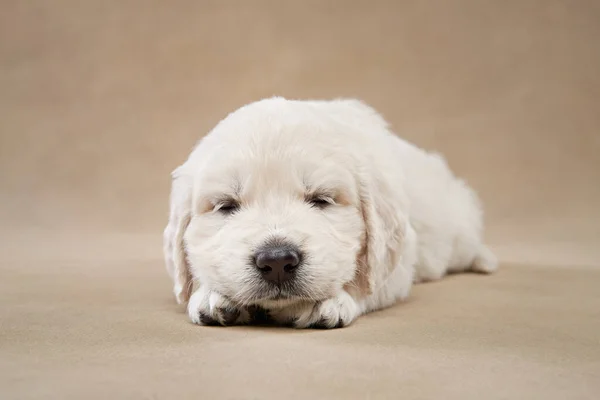 ベージュの背景に甘い子犬 スタジオでゴールデンレトリバー かわいい犬 — ストック写真
