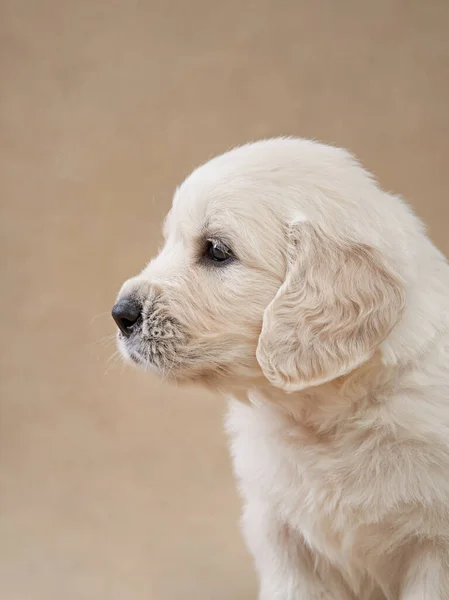 Sweet Puppies Beige Background Golden Retriever Studio Cute Dog — Stock Photo, Image