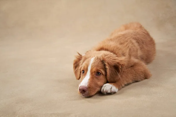 Cachorro Recuperador Pato Escocés Nova Sobre Fondo Beige Charming Dog —  Fotos de Stock