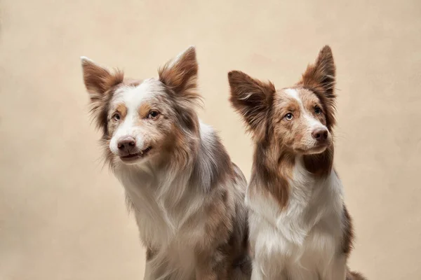2匹の犬 幸せな国境はベージュの背景にある 面白い — ストック写真