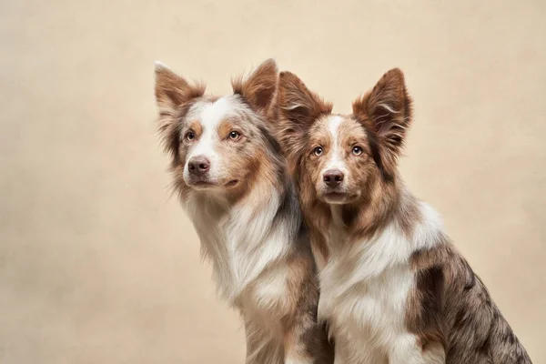 Two Dogs Together Happy Border Collies Beige Background Love Relationship — Stock Photo, Image