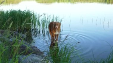 Mutlu köpek su kenarında oynar, kazar. Aktif Nova Scotia Duck Tolling Retriever doğada 