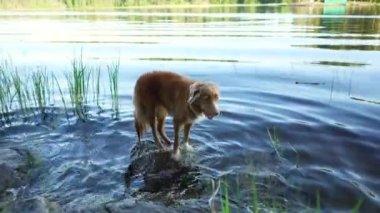 Mutlu köpek su kenarında oynar, kazar. Aktif Nova Scotia Duck Tolling Retriever doğada 