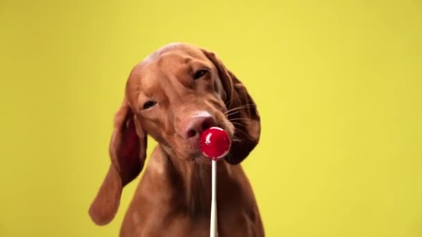 Hond Likt Aan Lolly Grappige Hongaarse Vizsla Een Gele Achtergrond — Stockvideo