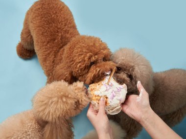 Köpeklerin doğum günü partisi. Birkaç kaniş pasta yiyor. Evcil bir hayvanla tatil, karnaval, eğlence