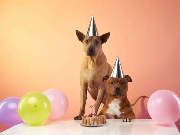 Fiesta Cumpleaños Perros Thai Ridgeback Staffordshire Bull Terrier Están Comiendo — Foto de Stock