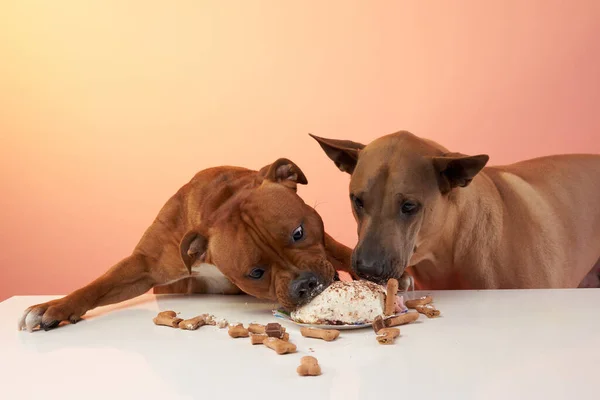 Dogs Birthday Party Thai Ridgeback Staffordshire Bull Terrier Eating Cake — Stock Photo, Image