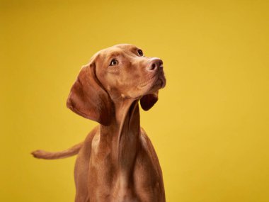 Sarı arka plandaki köpek. Çekici ve duygusal Macar Vizsla