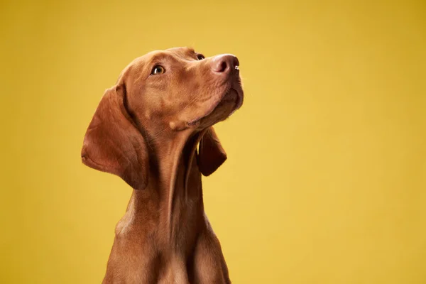 Hund Auf Gelbem Grund Charmantes Und Emotionales Ungarisches Vizsla lizenzfreie Stockfotos