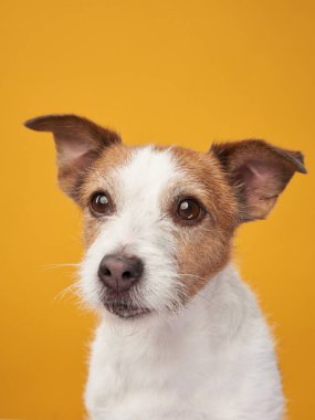 Sarı arka planda sevimli bir köpek. Jack Russell Terrier stüdyoda.