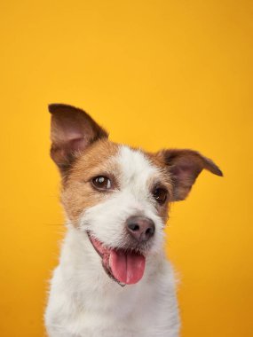 Sarı arka planda sevimli bir köpek. Jack Russell Terrier stüdyoda.