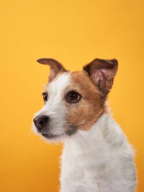 Sarı arka planda sevimli bir köpek. Jack Russell Terrier stüdyoda.