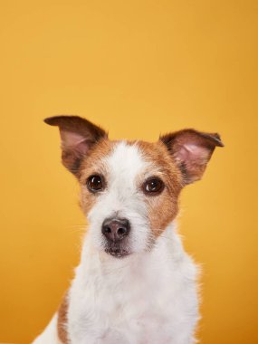 Sarı arka planda sevimli bir köpek. Jack Russell Terrier stüdyoda.