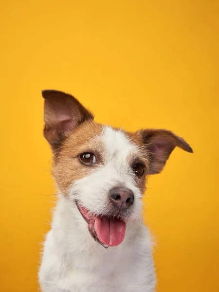 Sarı Arka Planda Sevimli Bir Köpek Jack Russell Terrier Stüdyoda — Stok fotoğraf