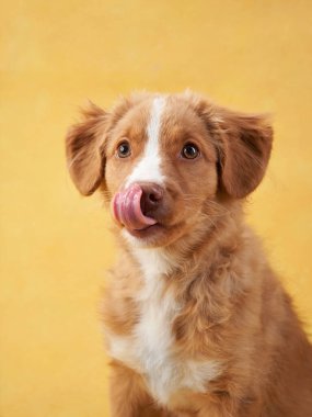 Sarı arka planda Nova Scotia ördek köpek yavrusu. Çekici Köpek stüdyoda. Komik bilardo oyuncusu dilini çıkarmış.