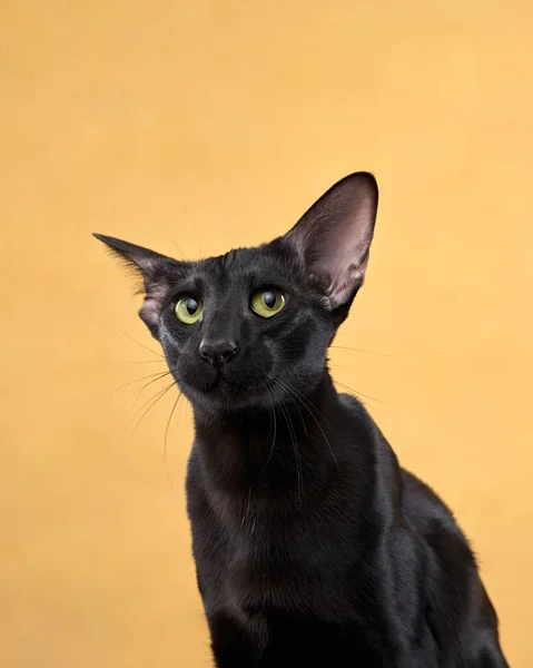 Retrato Oriental Gato Negro Sobre Fondo Lona Amarilla Agraciada Mascota —  Fotos de Stock