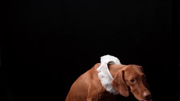 Собака Воротнике Воротника Венгерская Звезда Черном Фоне Студии — стоковое видео