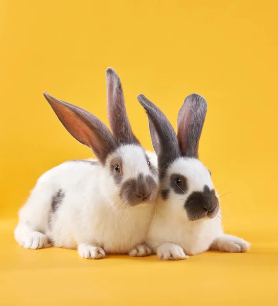 两只可爱的兔子在明亮的黄色背景上 有趣的动物 年度的象征 — 图库照片