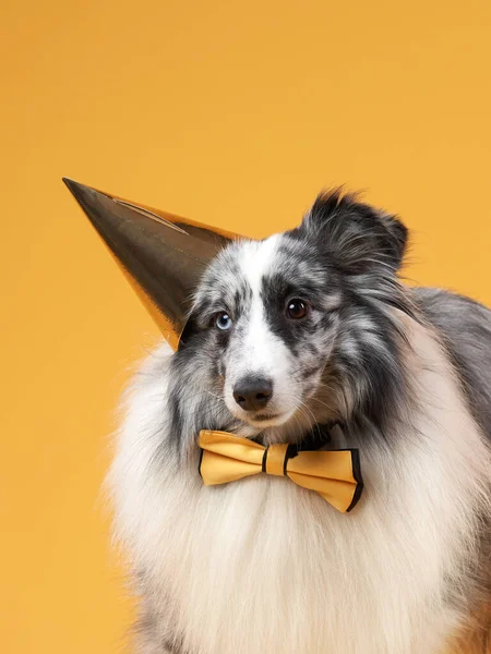 dog on a yellow background. pets birthday. Marbled Sheltie in a festive hat and bow tie