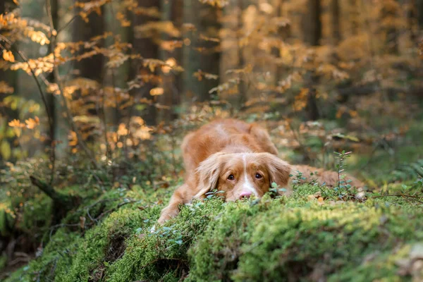 秋の森の犬 ノバスコシアダックトロールレトリバー 秋に自然の散歩のためのペット — ストック写真