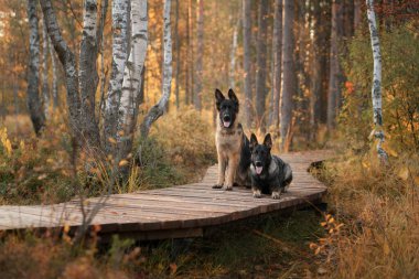Ormandaki ahşap bir patikada iki köpek yan yana oturur. Doğadaki güzel Alman ve Doğu Avrupa Çoban Köpekleri
