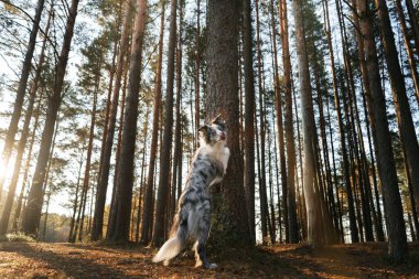 Köpek pençelerini bir ağaca koydu. Yürüyüşe çıkmış aktif bir hayvan. Mutlu sınır çoban köpekleri