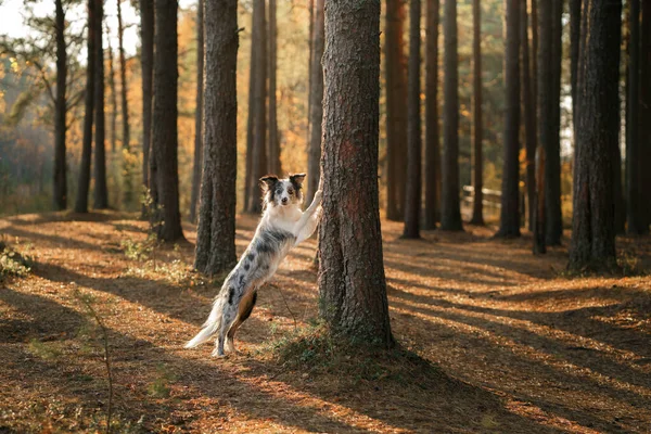 Hunden Satte Tassarna Ett Träd Aktivt Husdjur Promenad Glad Gränscollie — Stockfoto