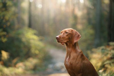 Sonbahar ormanındaki Macar Vizsla 'sı. Yaprak dökülen evcil hayvan. Doğadaki atmosferik fotoğraf