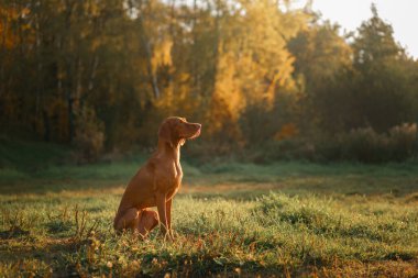 Sonbahar ormanındaki Macar Vizsla 'sı. Yaprak dökülen evcil hayvan. Doğadaki atmosferik fotoğraf
