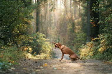 Sonbahar ormanındaki Macar Vizsla 'sı. Yaprak dökülen evcil hayvan. Doğadaki atmosferik fotoğraf