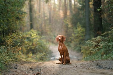 Sonbahar ormanındaki Macar Vizsla 'sı. Yaprak dökülen evcil hayvan. Doğadaki atmosferik fotoğraf